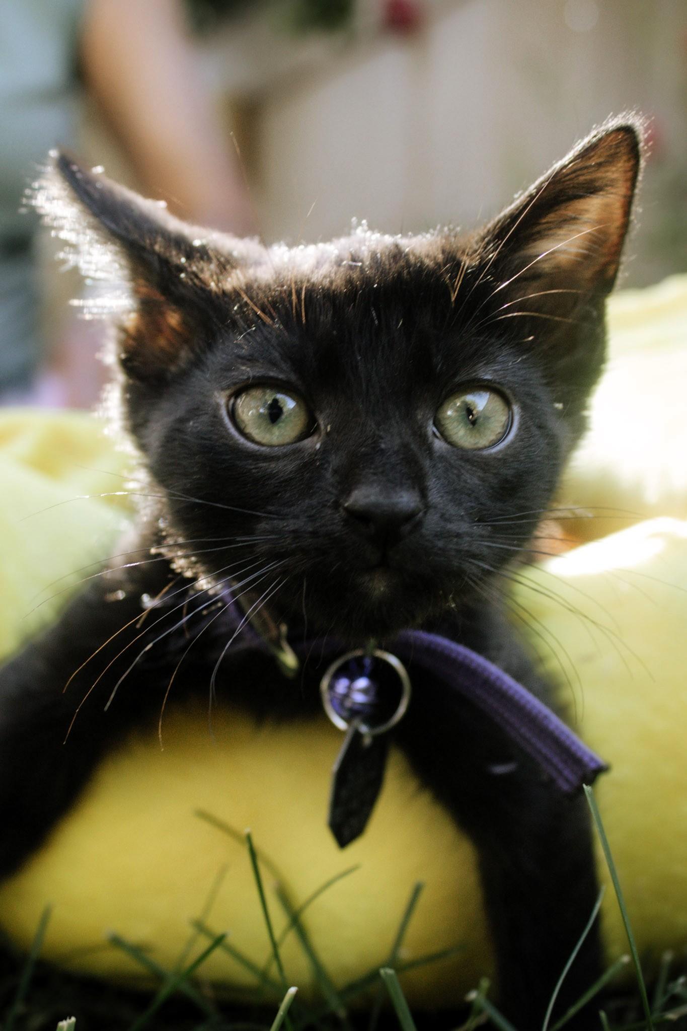 Maven, a ADOPTABLE Domestic Short Hair in Salt Lake City, UT image 2/5