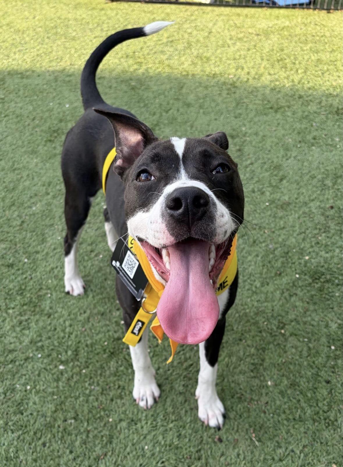 Annie, adoptable, Young Female Mixed Breed.