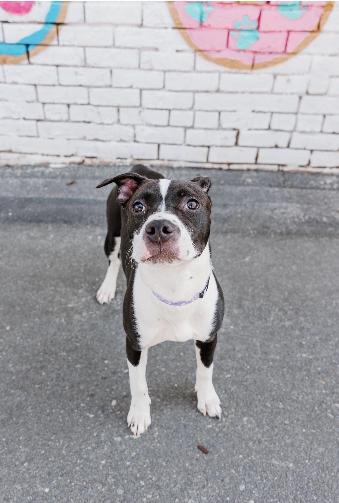 Enlarge Annie, a ADOPTABLE Mixed Breed in Charlotte, NC image 4/4