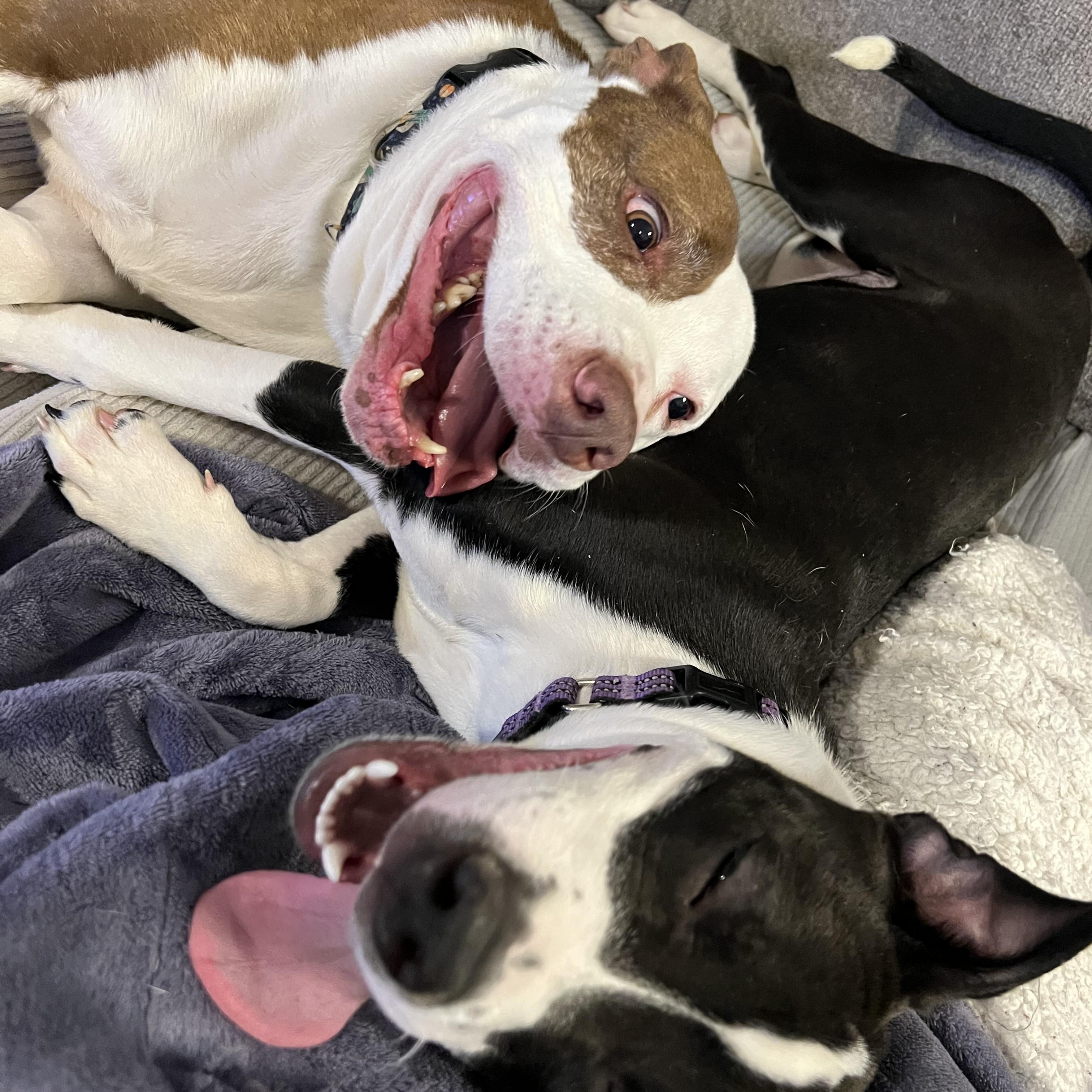 Enlarge Annie, a ADOPTABLE Mixed Breed in Charlotte, NC image 2/4