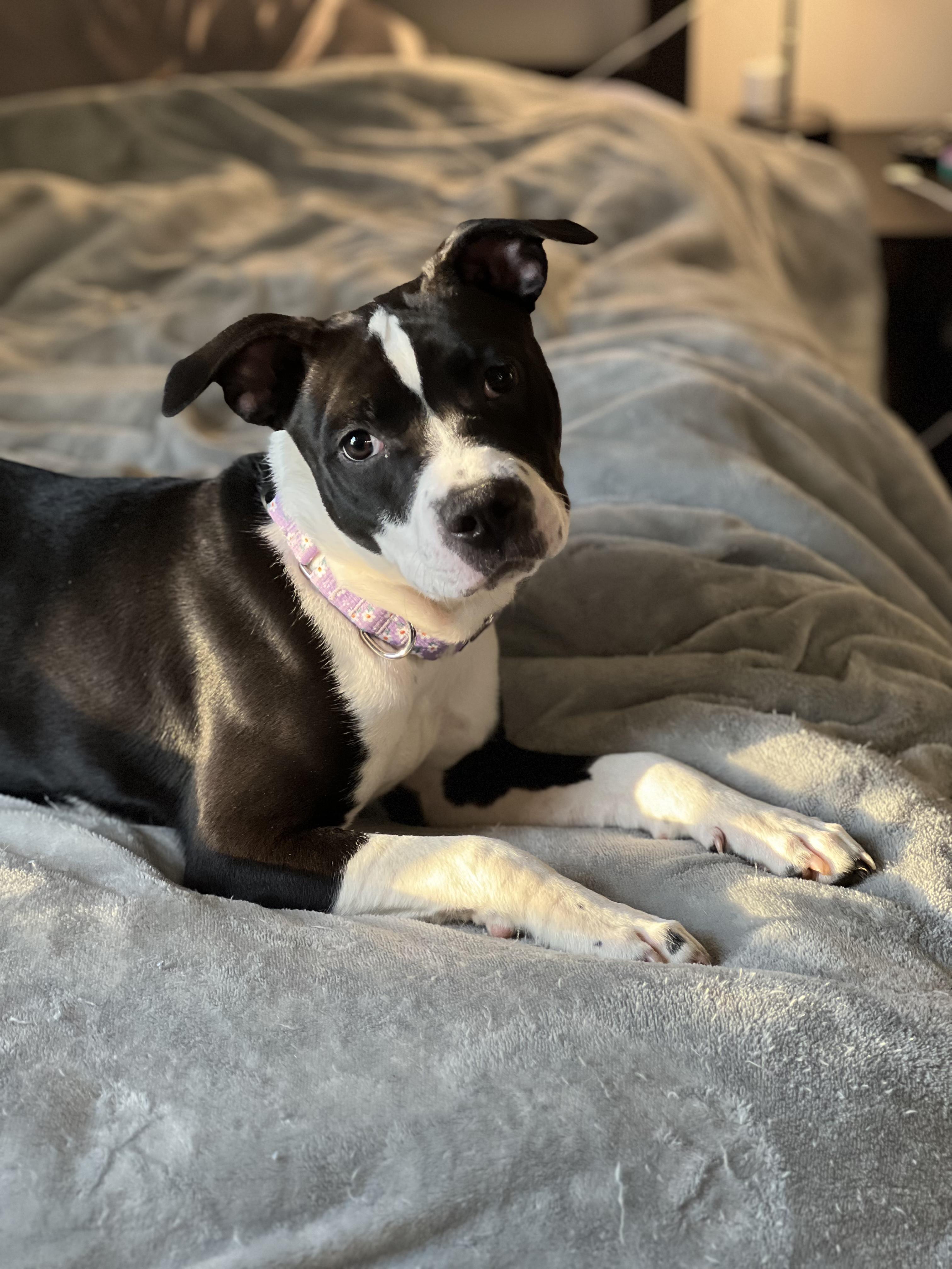 Enlarge Annie, a ADOPTABLE Mixed Breed in Charlotte, NC image 3/4