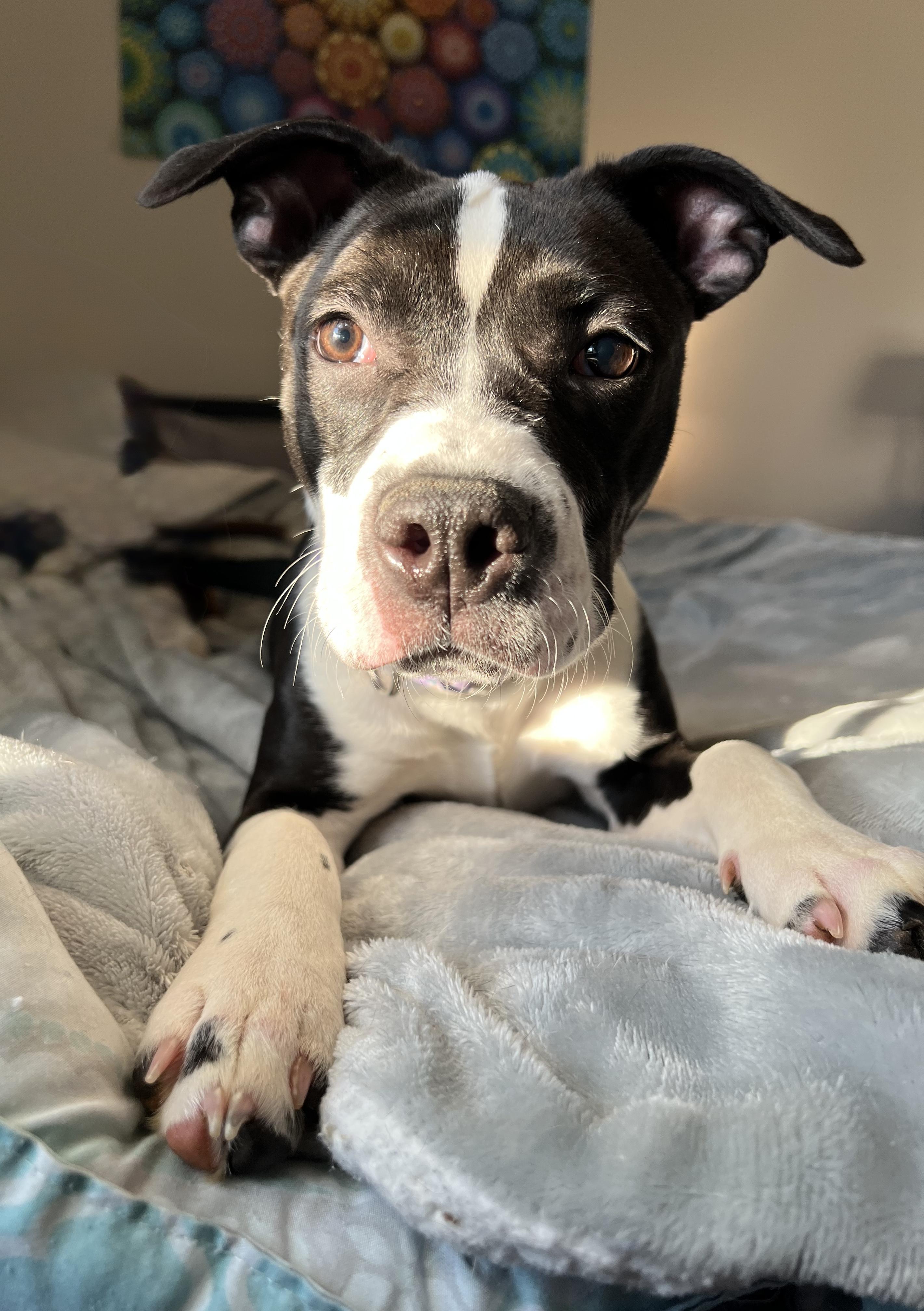 Annie, ADOPTABLE, Young Female Mixed Breed.