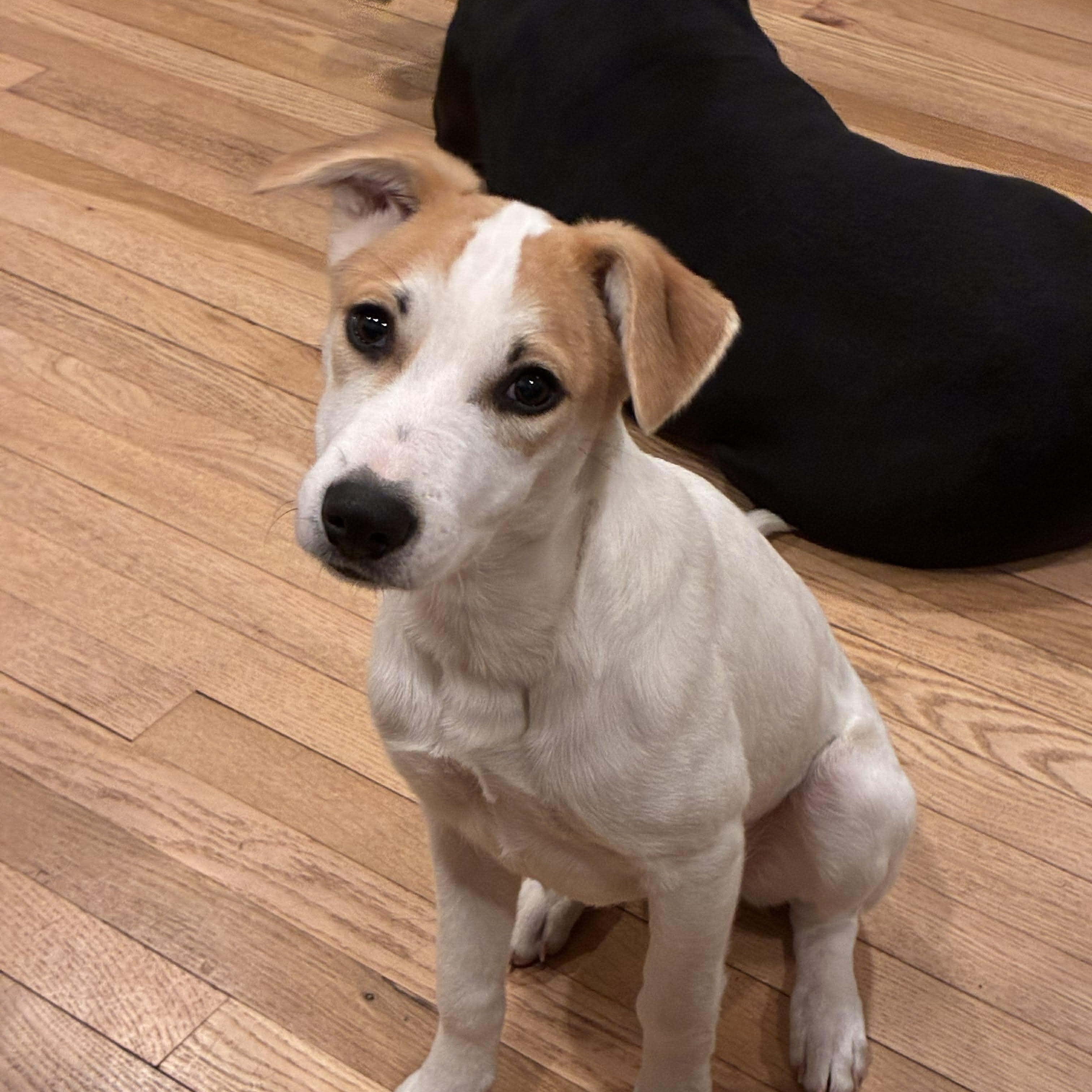 Enlarge Romina, a ADOPTABLE mixed breed in West Haven, CT image 2/3