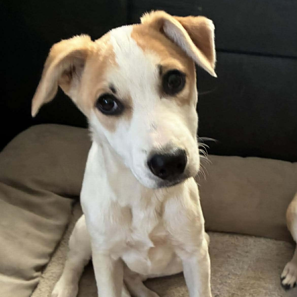 Enlarge Romina, a ADOPTABLE mixed breed in West Haven, CT image 1/3