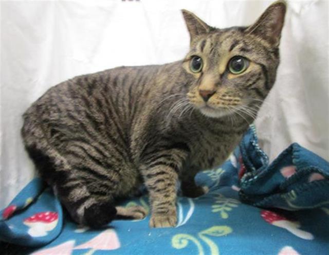 A1255070, Adoptable, Adult Male Domestic Short Hair.