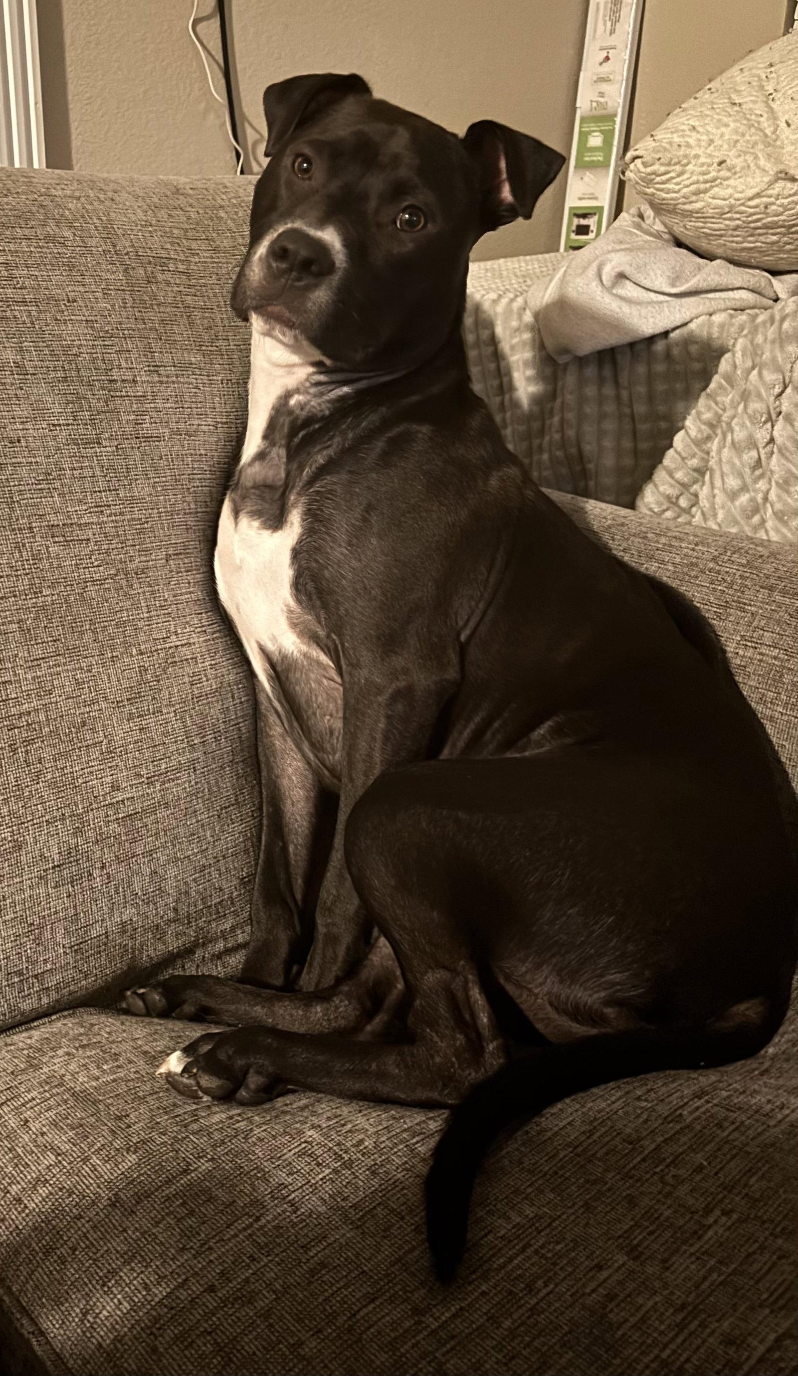 Orchid, a Adoptable Pit Bull Terrier in Fort Wayne, IN image 1/3