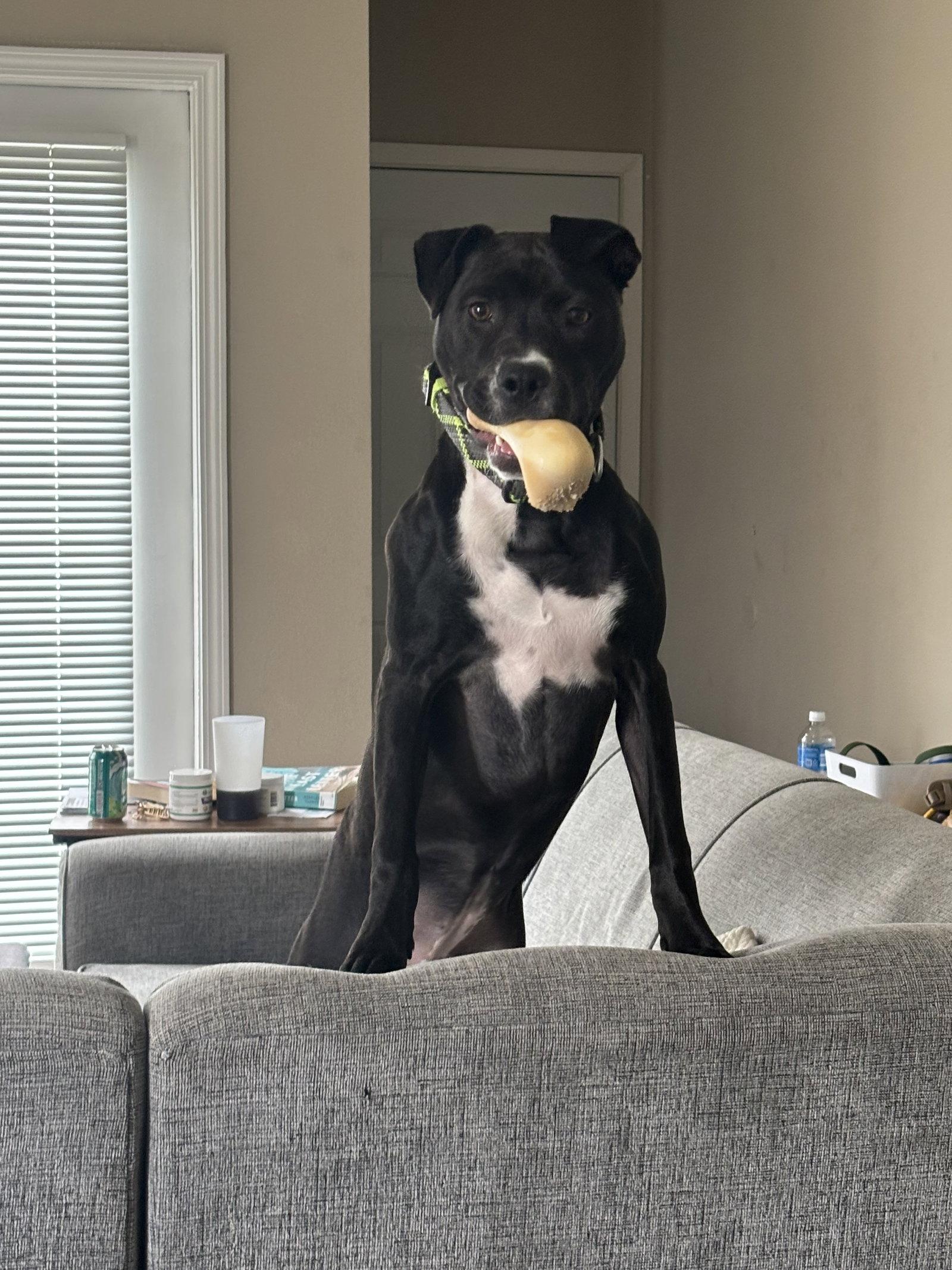 Enlarge Orchid, a Adoptable Pit Bull Terrier in Fort Wayne, IN image 1/3