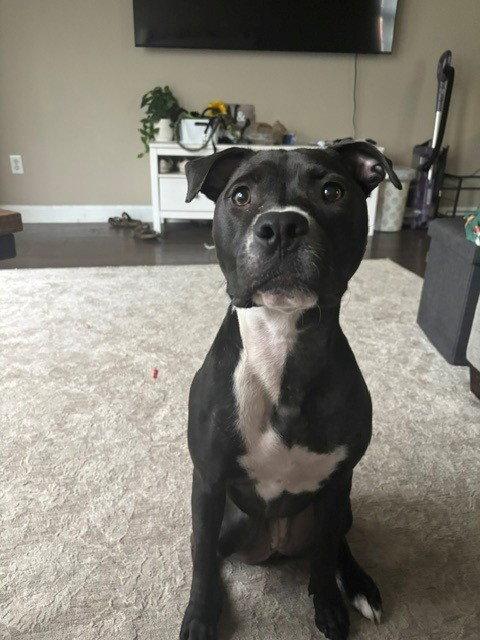 Orchid, Adoptable, Young Female Pit Bull Terrier.