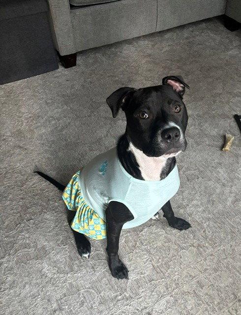 Orchid, a Adoptable Pit Bull Terrier in Fort Wayne, IN image 3/3