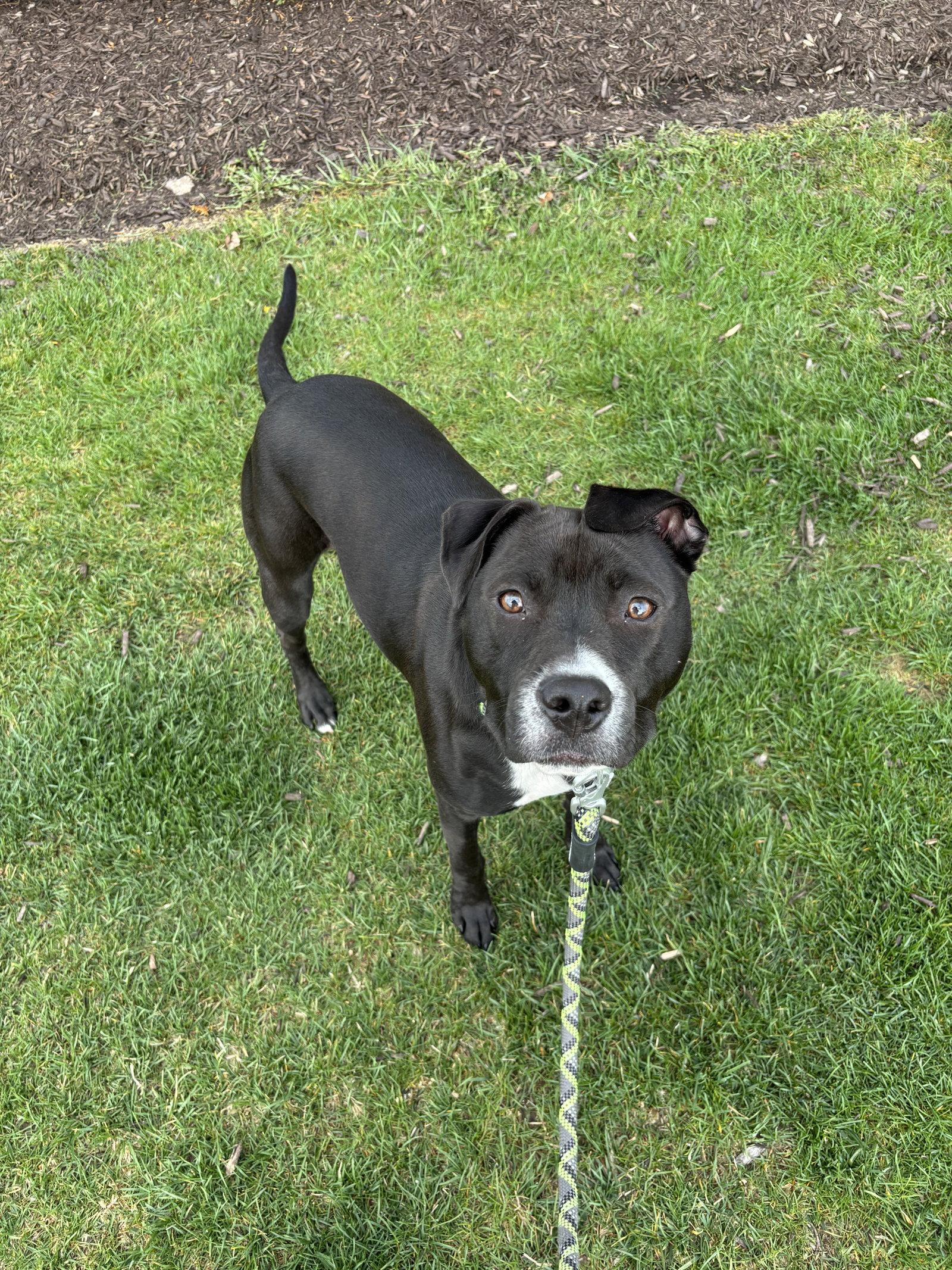Enlarge Orchid, a Adoptable Pit Bull Terrier in Fort Wayne, IN image 3/3