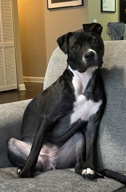 Enlarge Orchid, a Adoptable Pit Bull Terrier in Fort Wayne, IN image 3/3