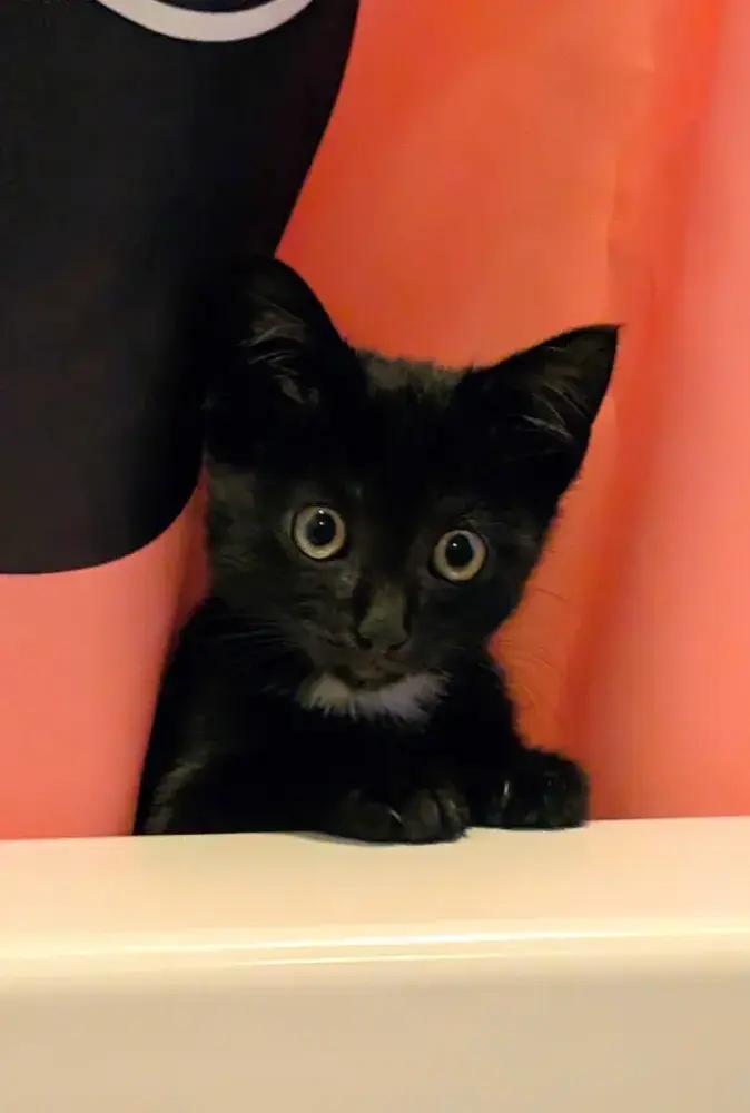 Enlarge Avocado, a Adoptable American Shorthair in Cohoes, NY image 2/6
