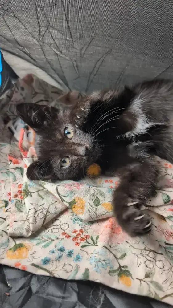 Enlarge Avocado, a Adoptable American Shorthair in Cohoes, NY image 1/6