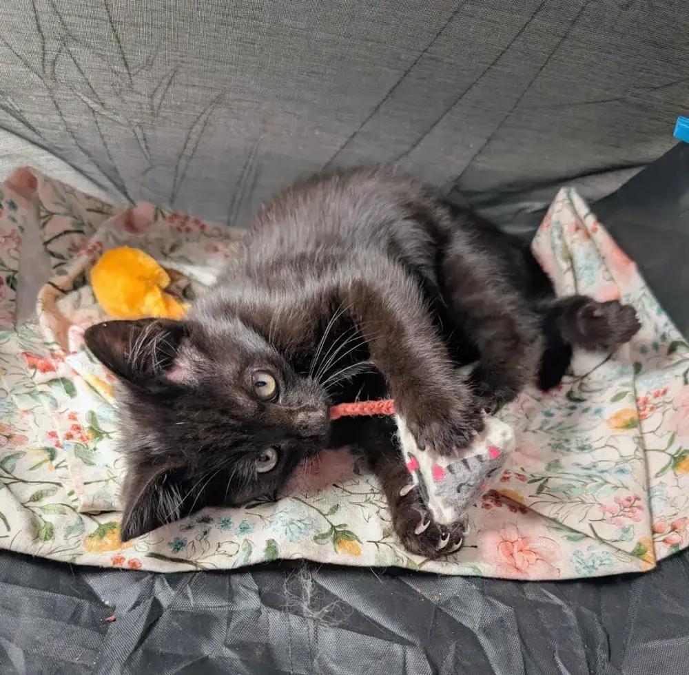 Enlarge Avocado, a Adoptable American Shorthair in Cohoes, NY image 3/6