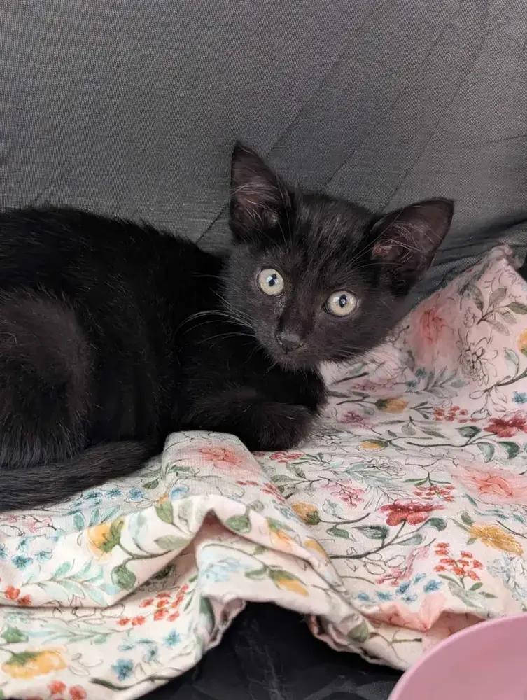 Enlarge Avocado, a Adoptable American Shorthair in Cohoes, NY image 4/6