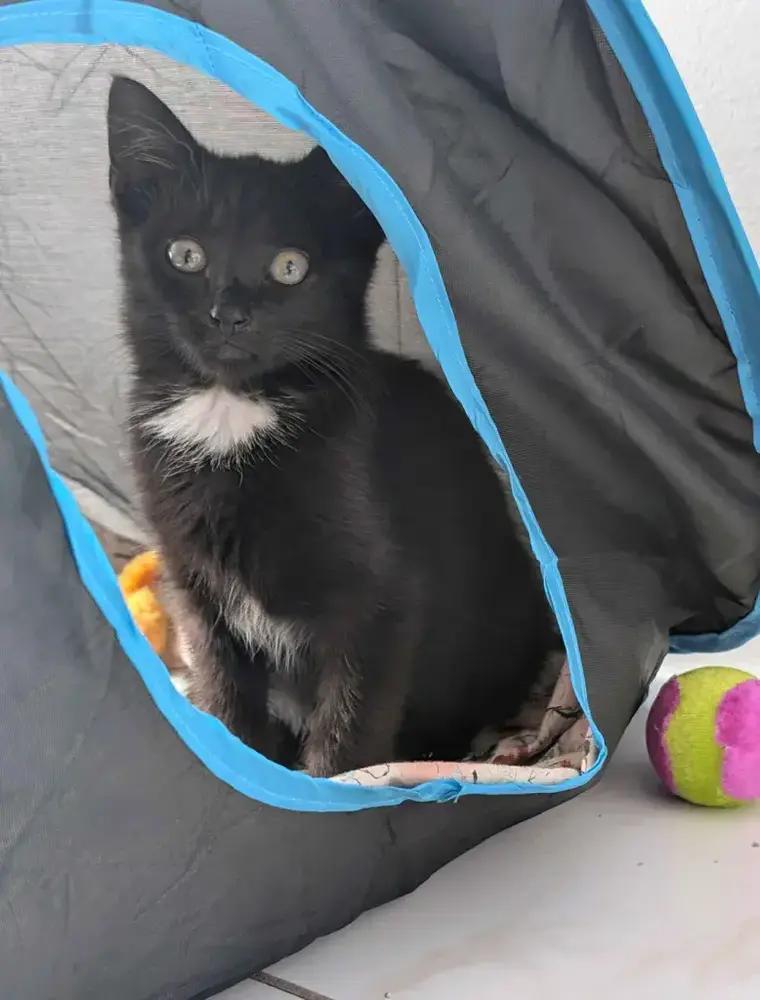 Enlarge Avocado, a Adoptable American Shorthair in Cohoes, NY image 5/6