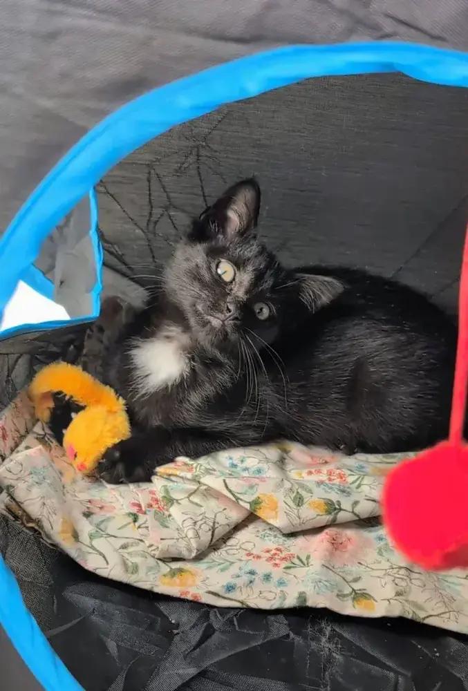 Enlarge Avocado, a Adoptable American Shorthair in Cohoes, NY image 6/6