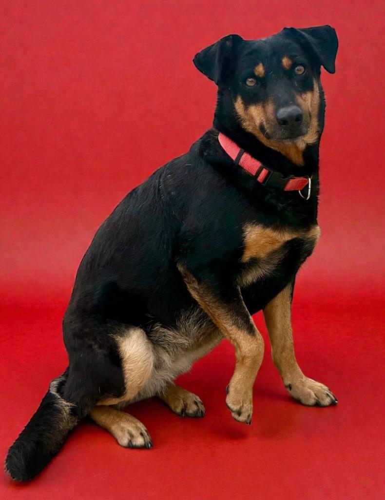 Phoebe, Adoptable, Young Female Hound & Mixed Breed.