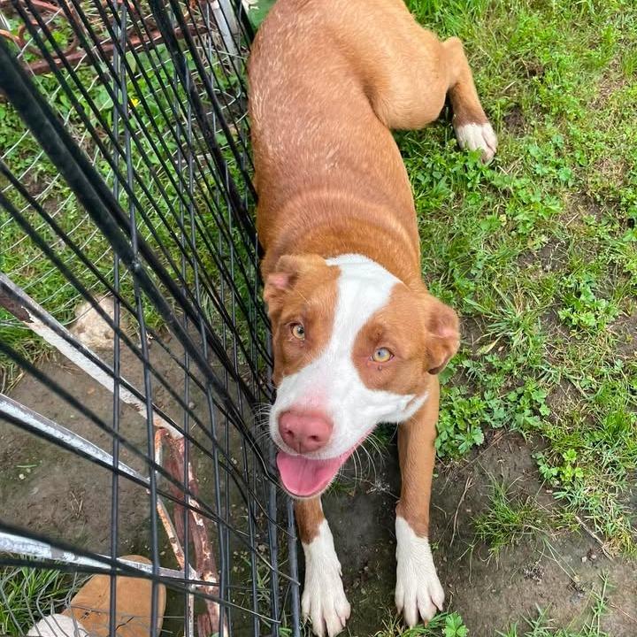 Lucy, Adoptable, Young Female Pit Bull Terrier & None.