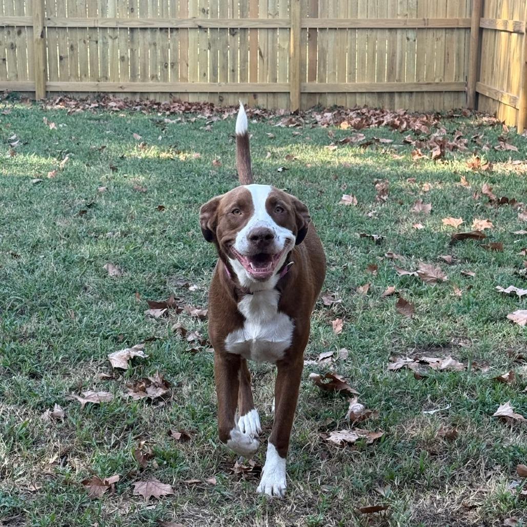 Lucy, a Adoptable Pit Bull Terrier in Okmulgee, OK image 2/4