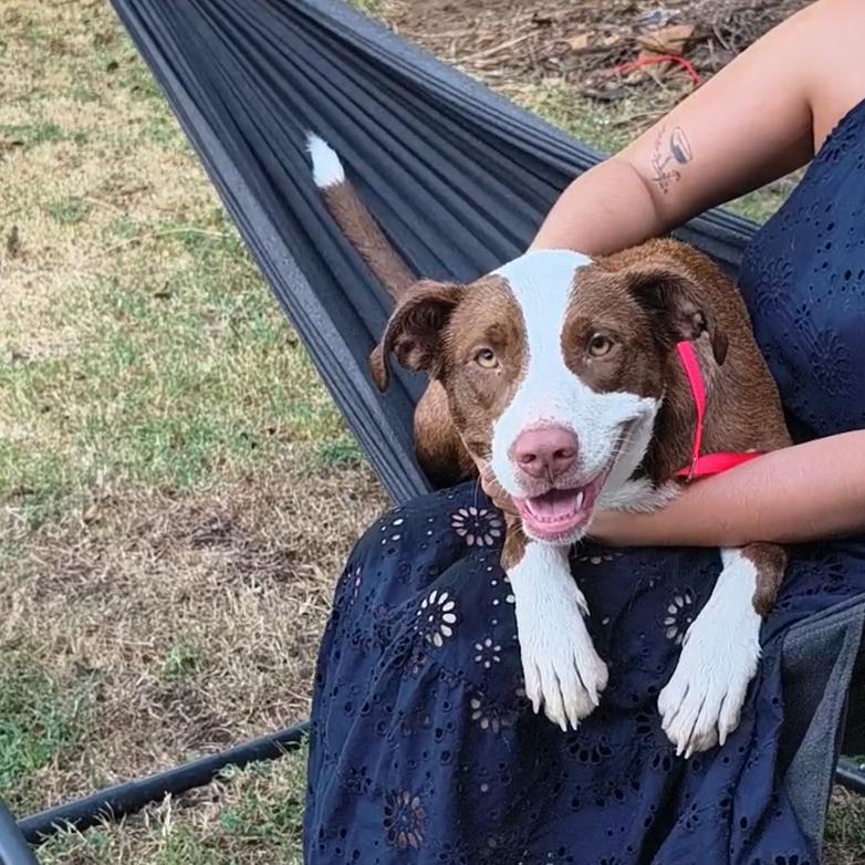 Lucy, a Adoptable Pit Bull Terrier in Okmulgee, OK image 3/4