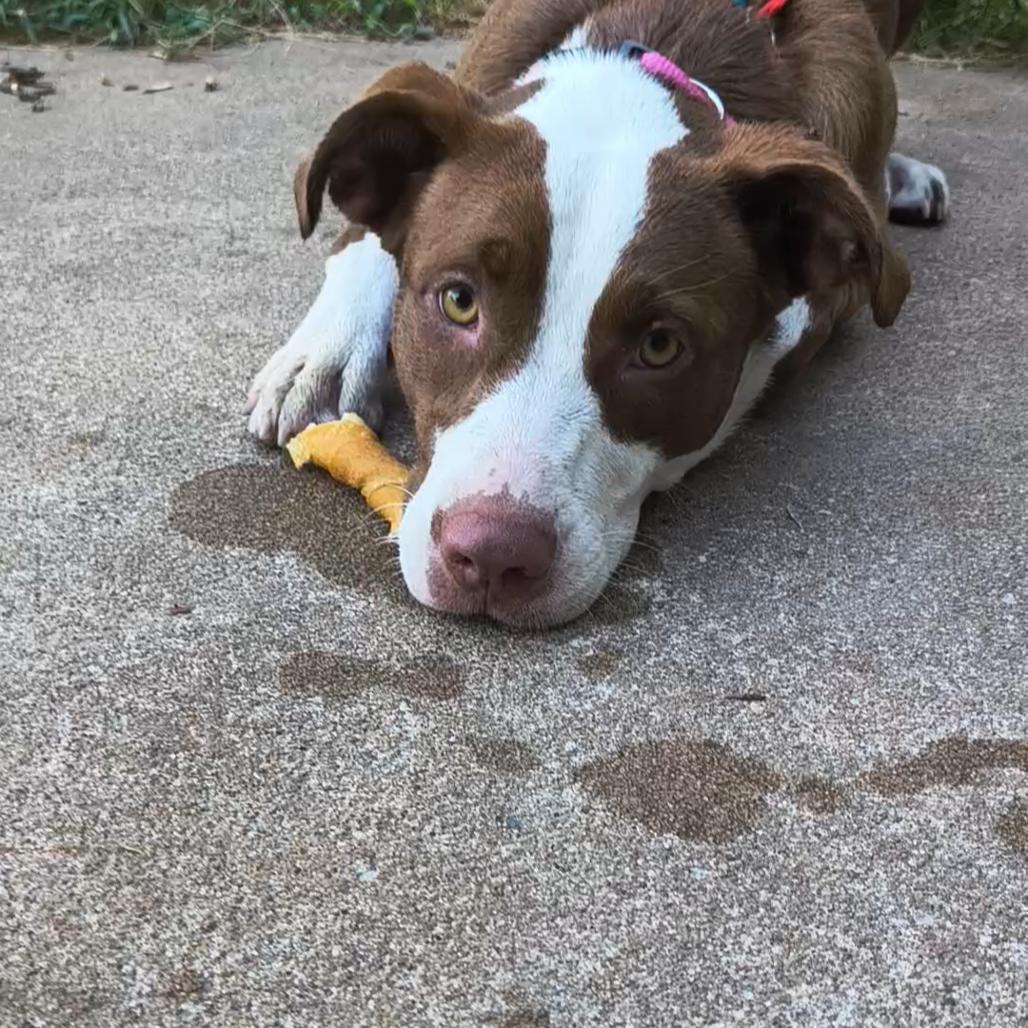Lucy, a Adoptable Pit Bull Terrier in Okmulgee, OK image 4/4