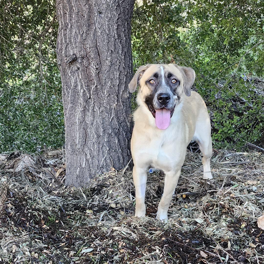 Enlarge Yago, an adopted mixed breed in Burbank, CA image 5/6