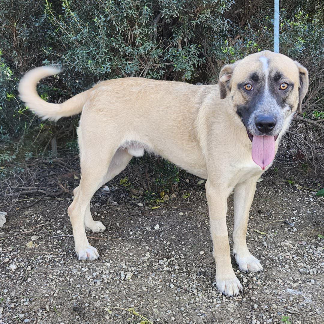 Enlarge Yago, an adopted mixed breed in Burbank, CA image 6/6