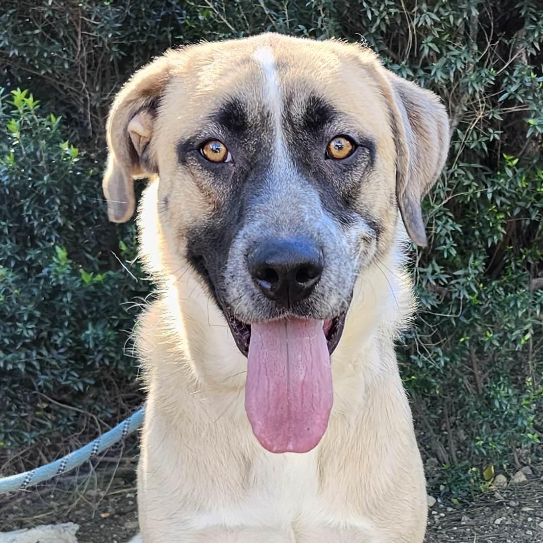 Enlarge Yago, an adopted mixed breed in Burbank, CA image 1/6