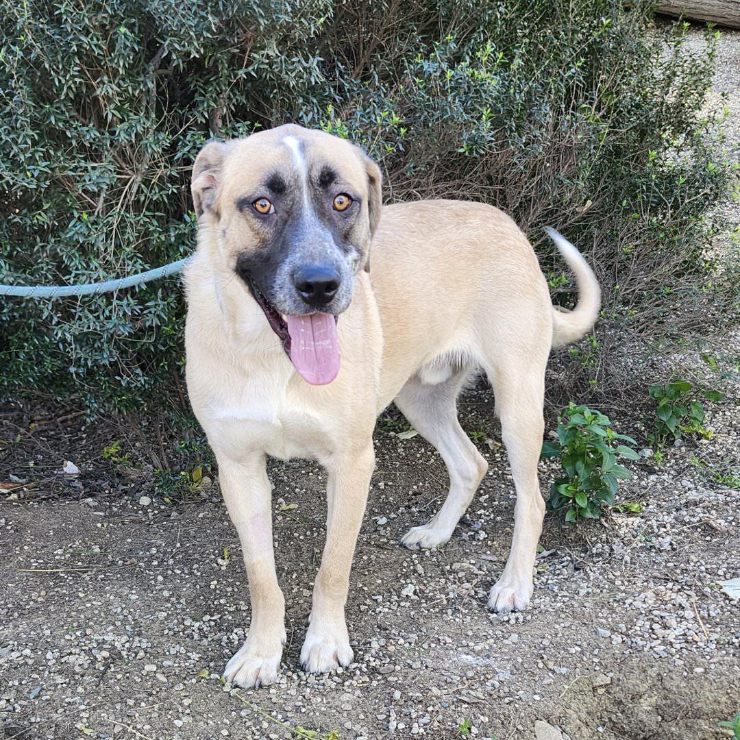 Enlarge Yago, an adopted mixed breed in Burbank, CA image 2/6