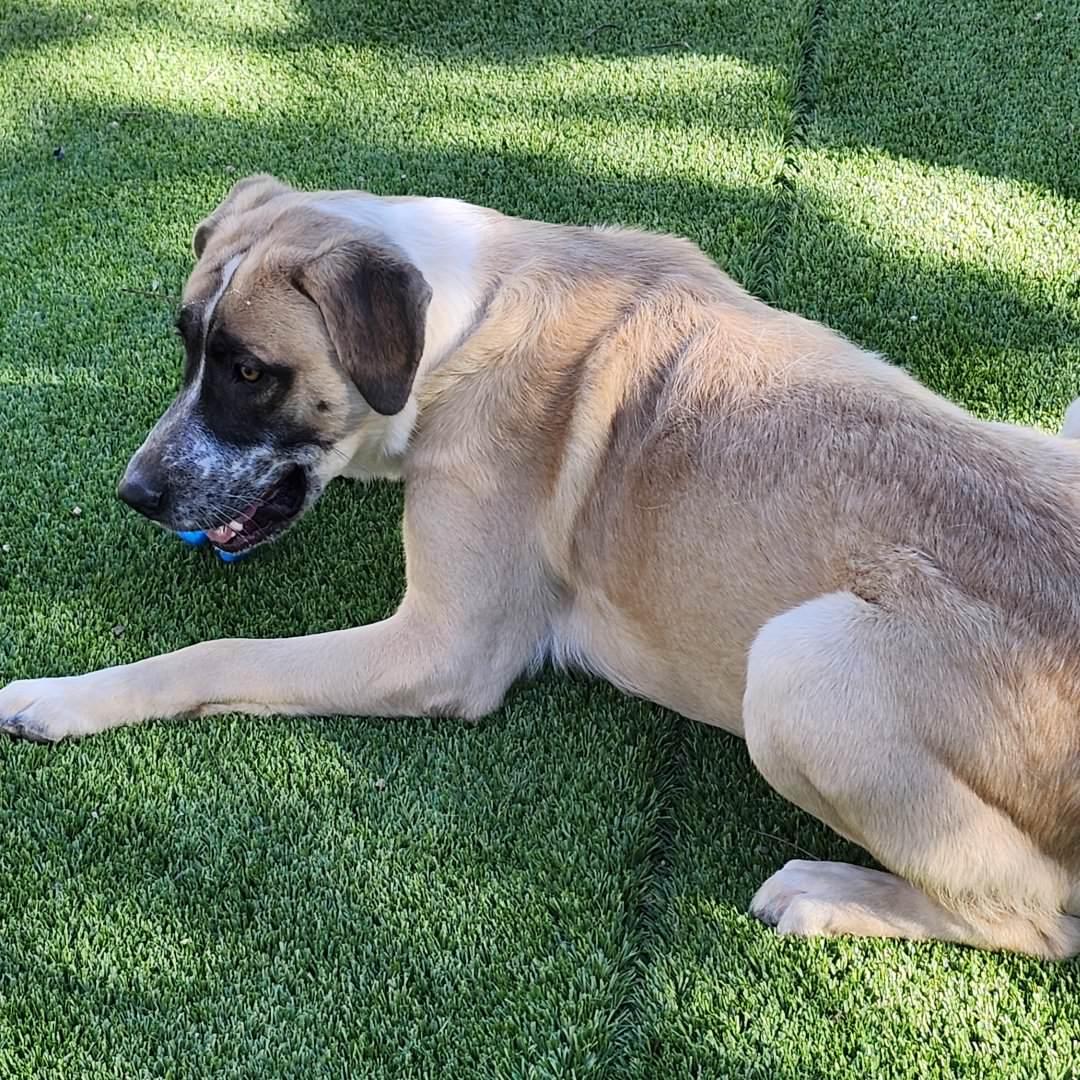 Enlarge Yago, an adopted mixed breed in Burbank, CA image 3/6