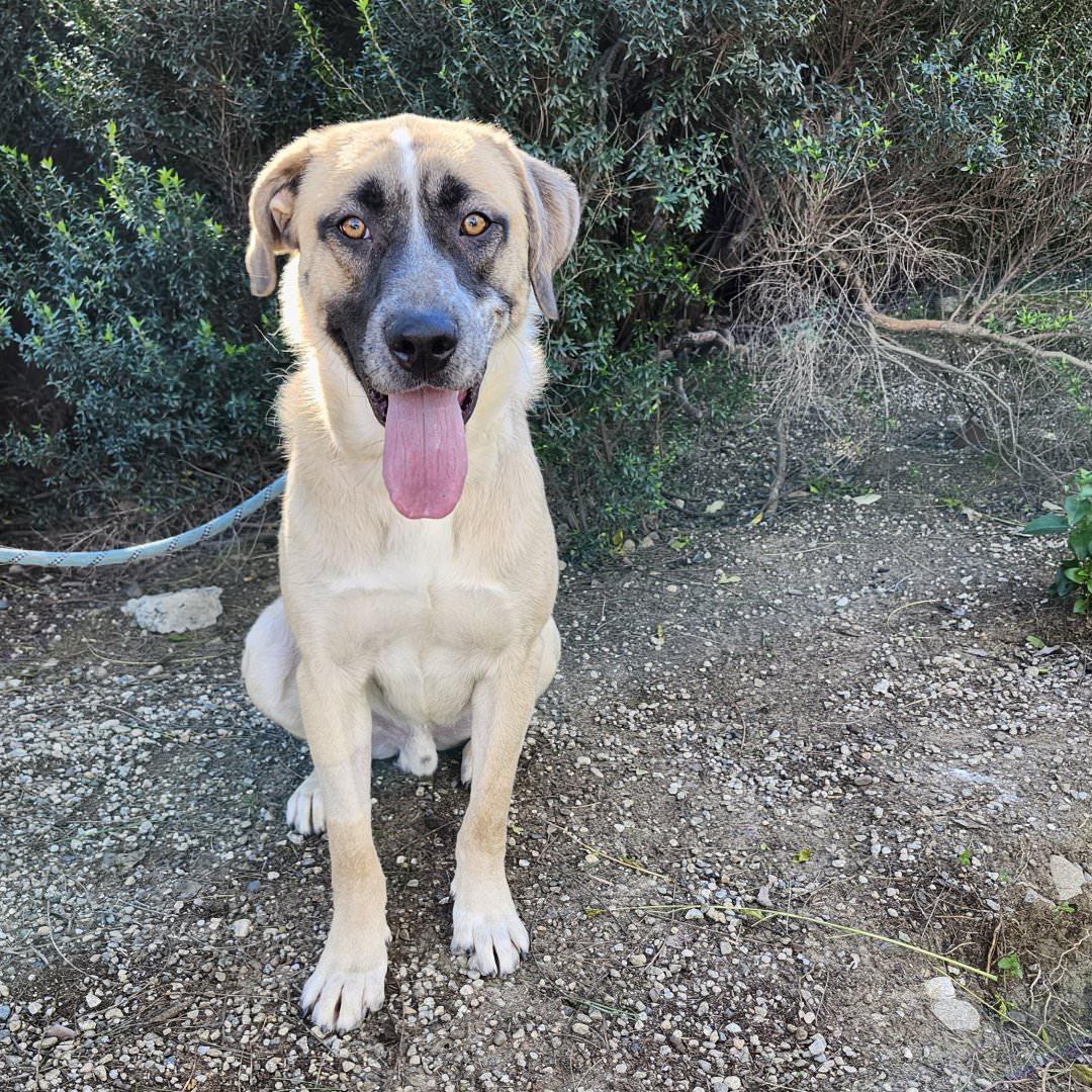 Enlarge Yago, an adopted mixed breed in Burbank, CA image 4/6
