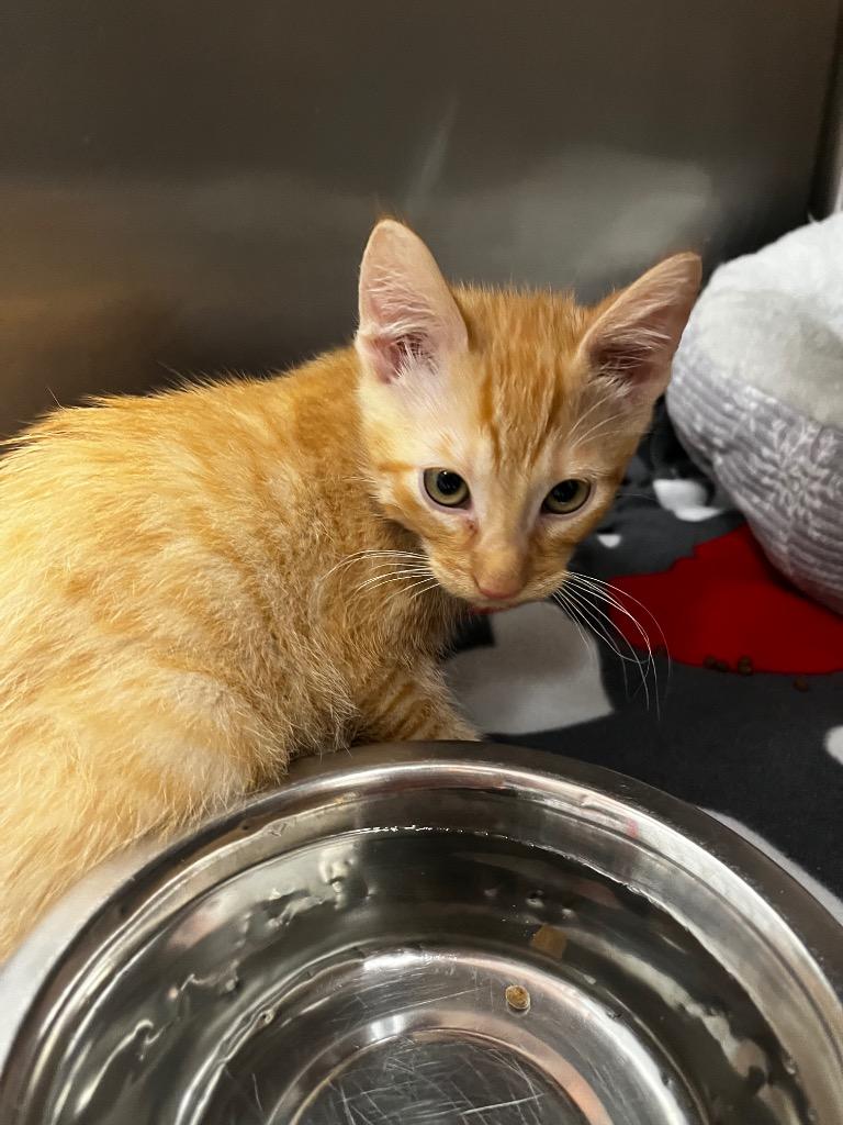 Enlarge Widget, a Adoptable mixed breed in Logan, UT image 1/1