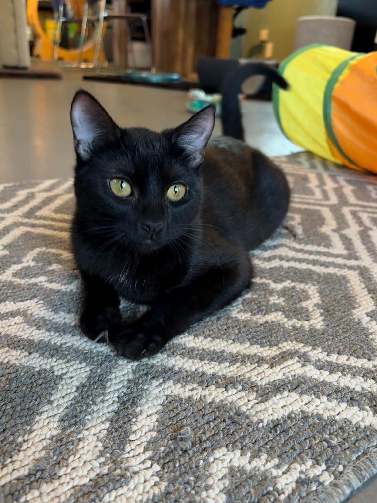 Enoki OHC-425-25, Adoptable, Kitten Female Domestic Short Hair.