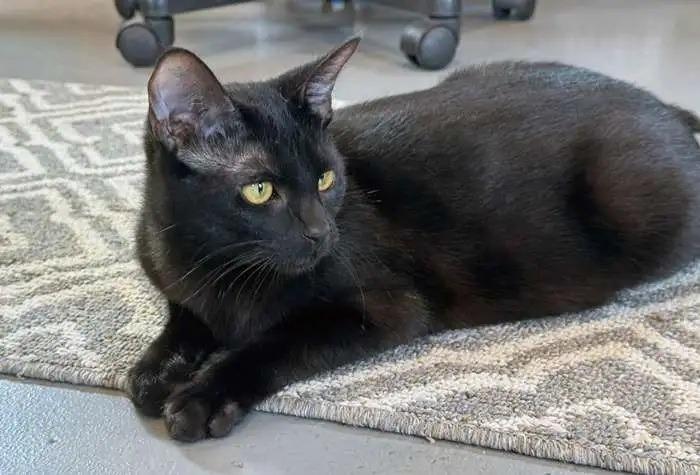 Enoki OHC-425-25, a Adoptable mixed breed in Coupeville, WA image 2/2