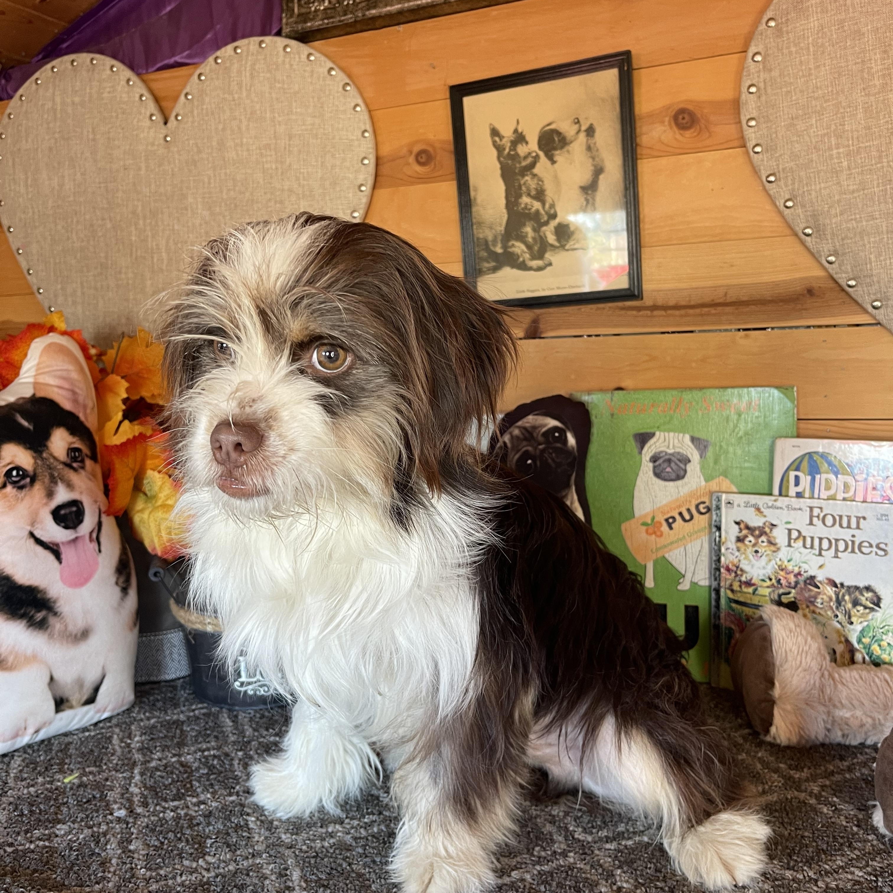 Enlarge Marty, an adopted mixed breed in Vacaville, CA image 3/3