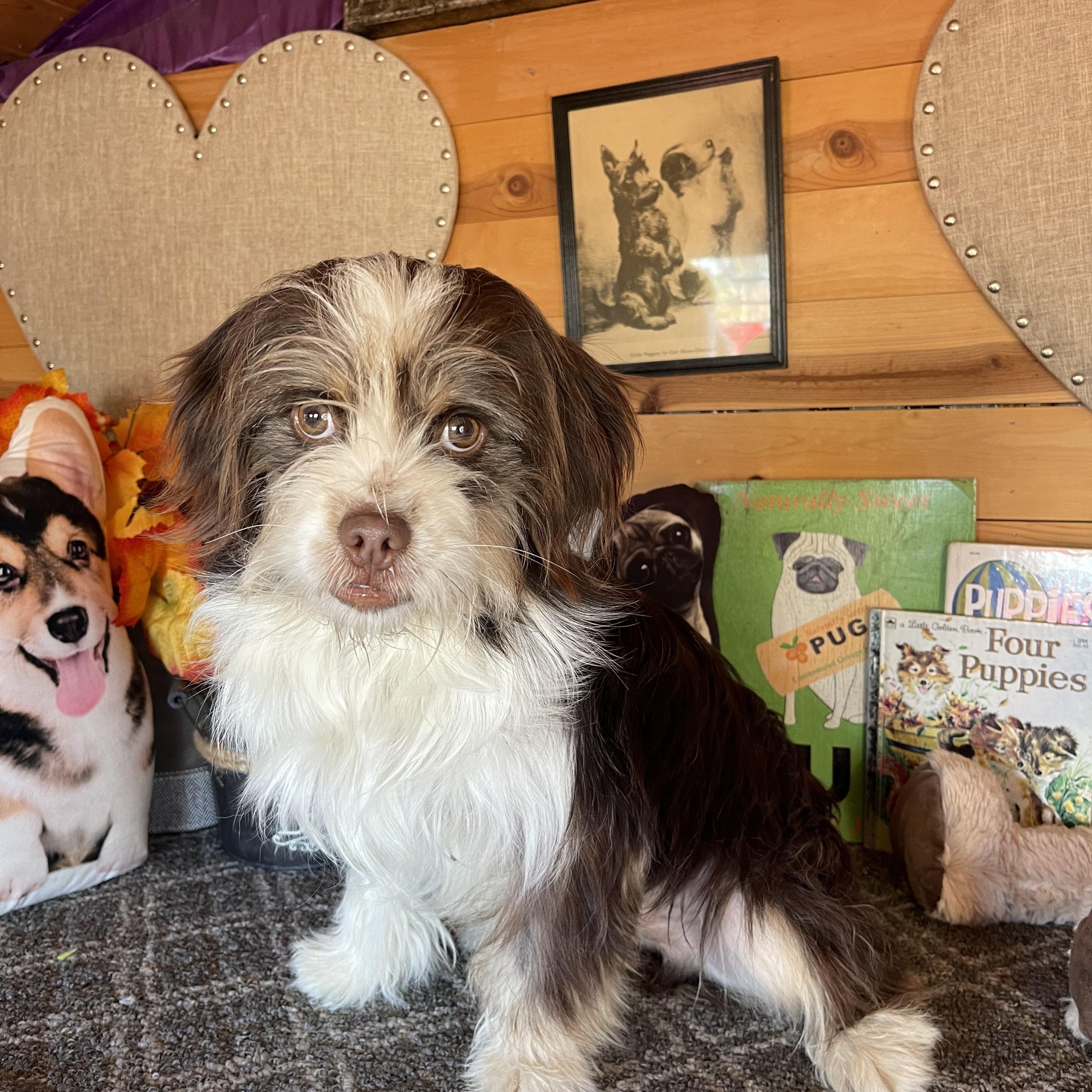 Enlarge Marty, an adopted mixed breed in Vacaville, CA image 2/3