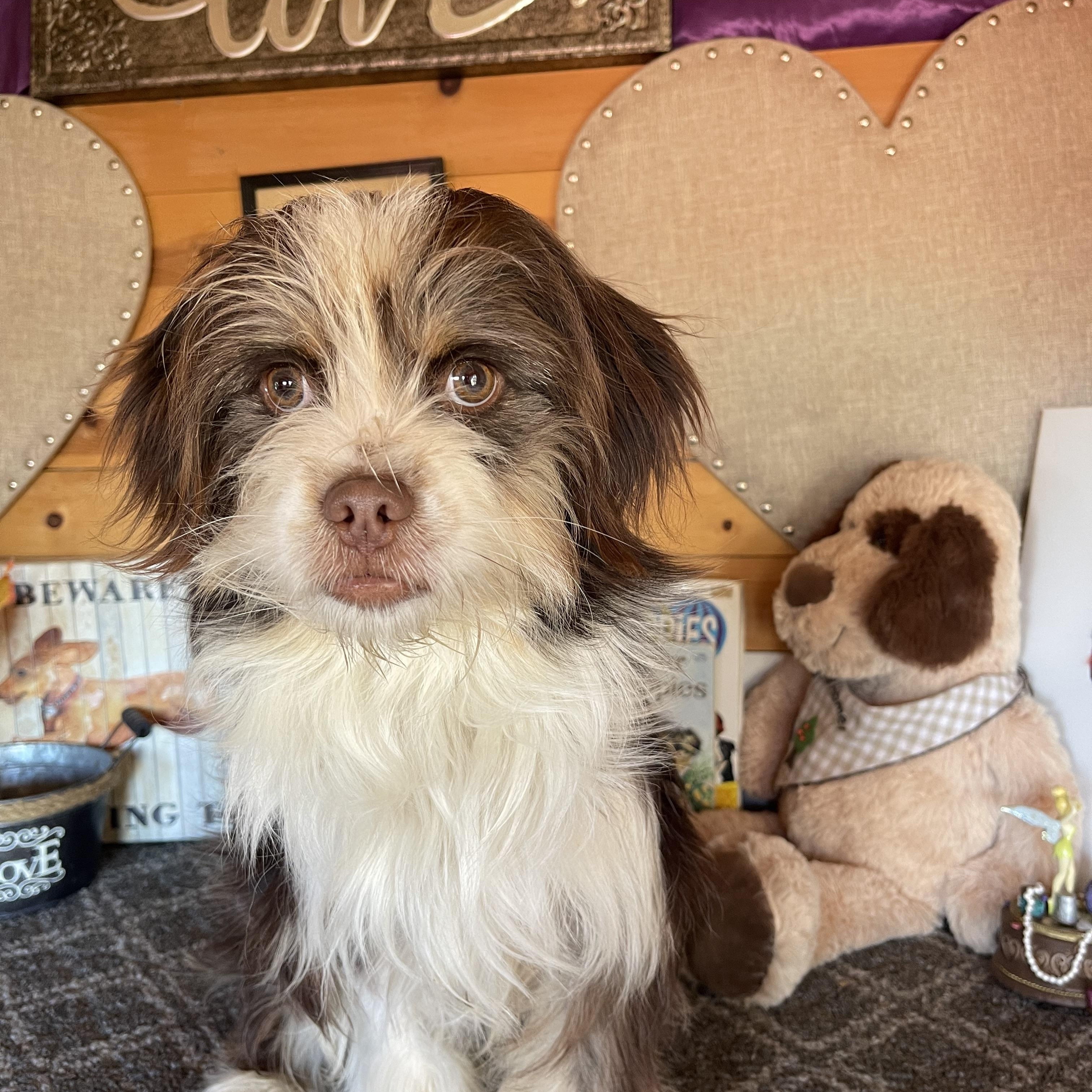 Enlarge Marty, an adopted mixed breed in Vacaville, CA image 1/3