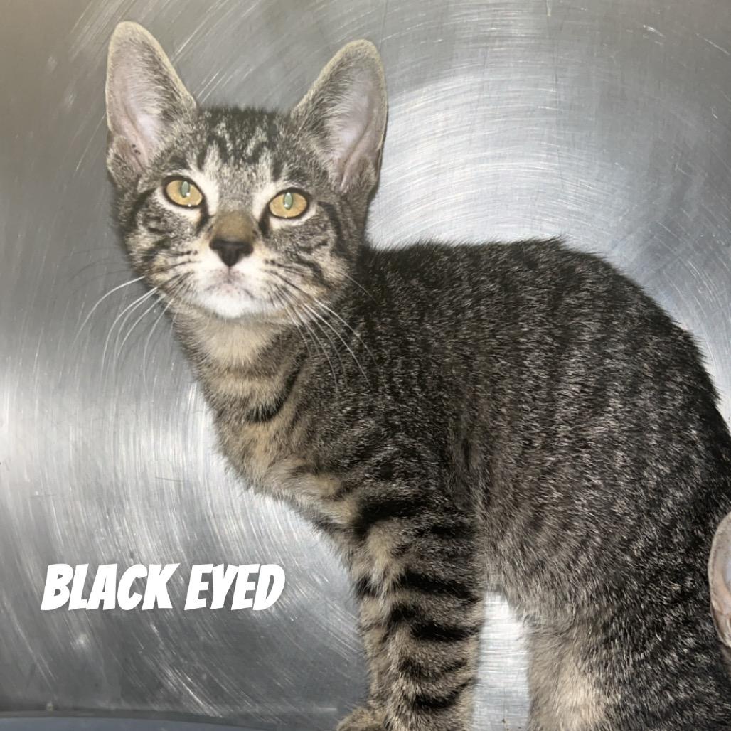 Black eye, Adoptable, Young Male Domestic Short Hair.