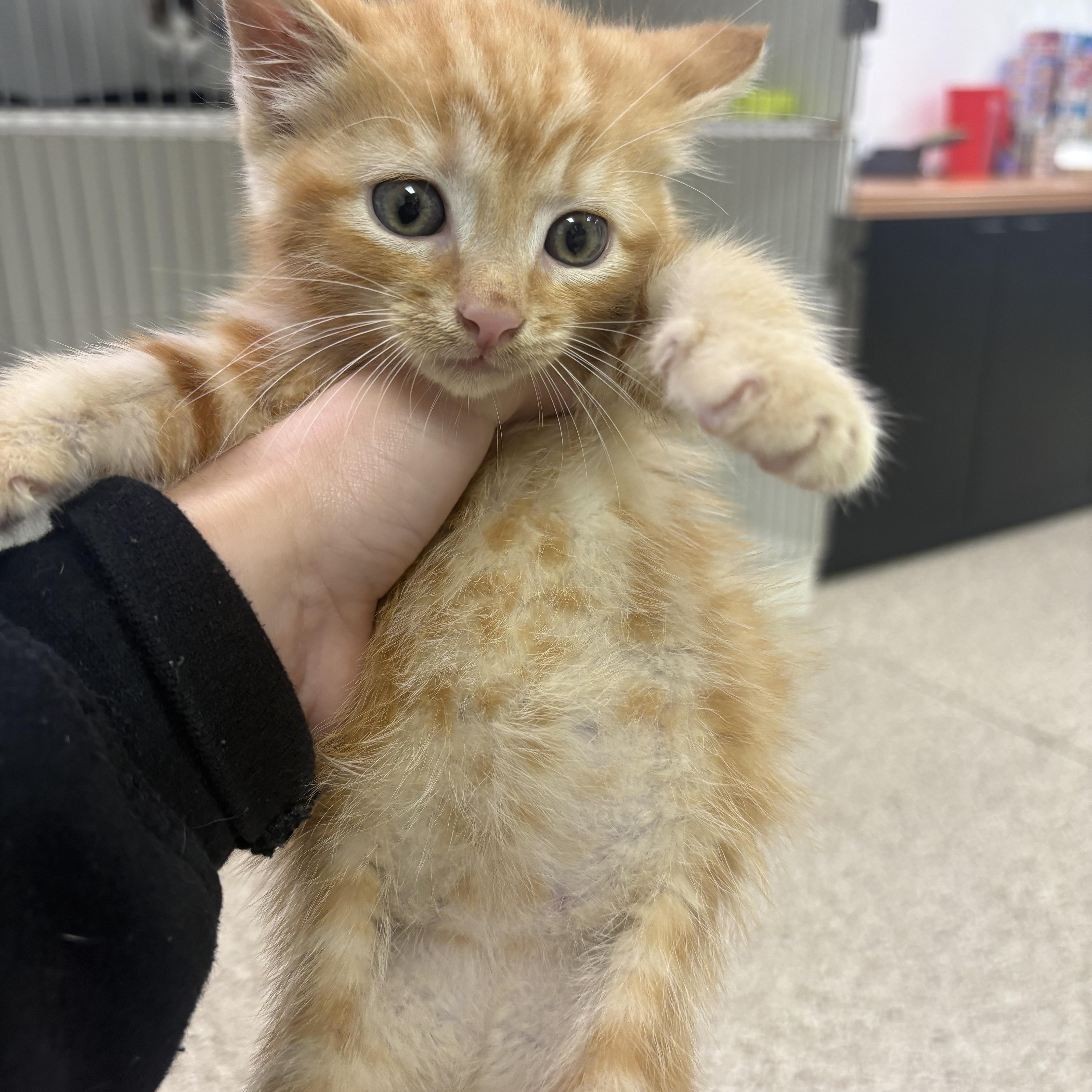Butter Finger, Adoptable, Kitten Female Domestic Short Hair.