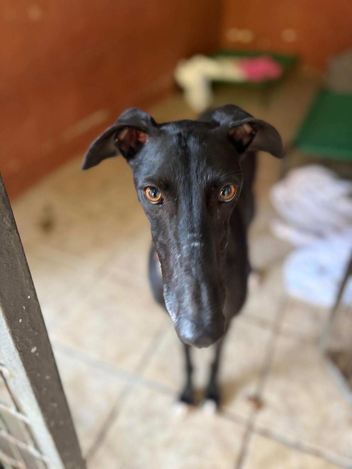 Solfa, Adopted, Young Female Galgo Spanish Greyhound.