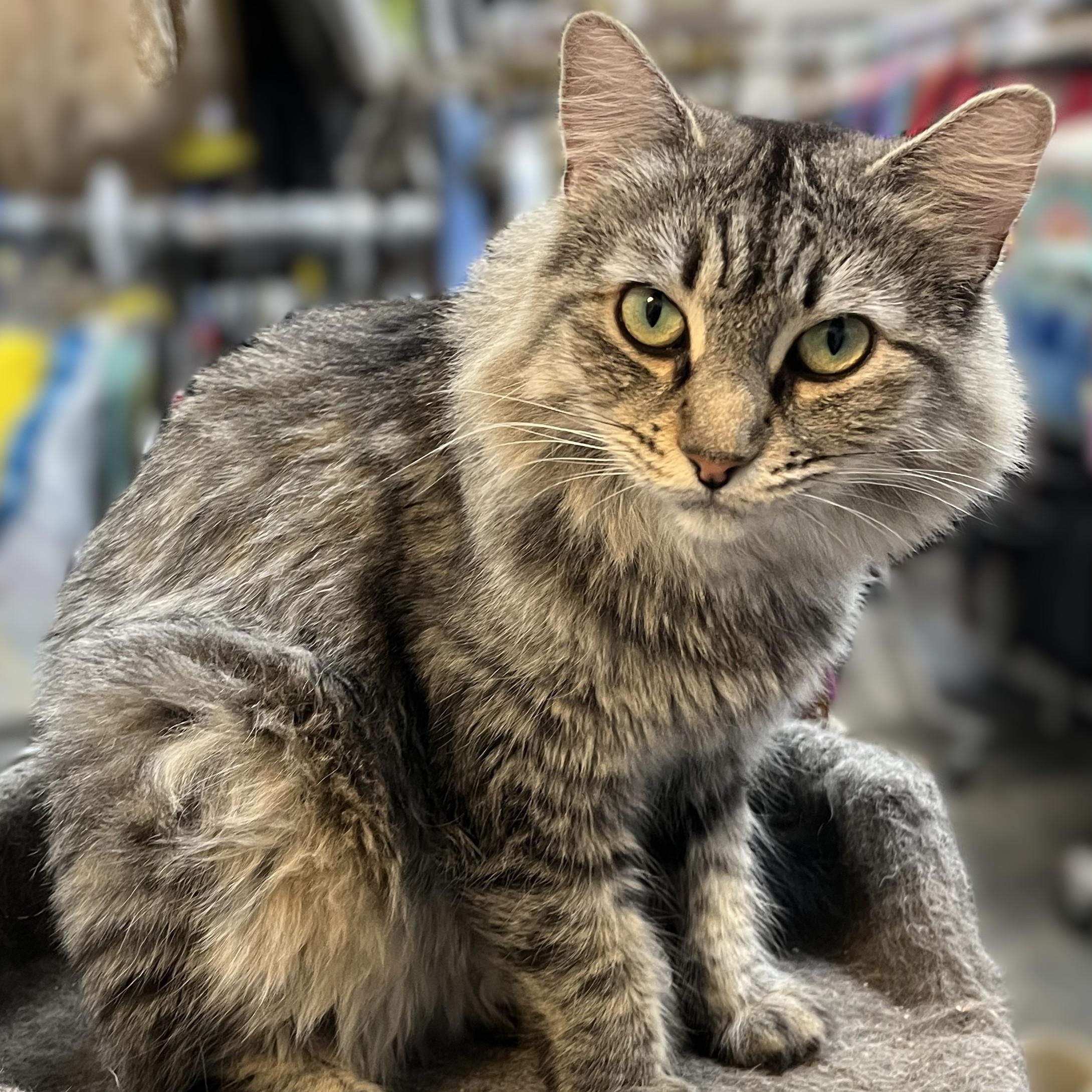 Savannah, Adoptable, Young Female Domestic Medium Hair.