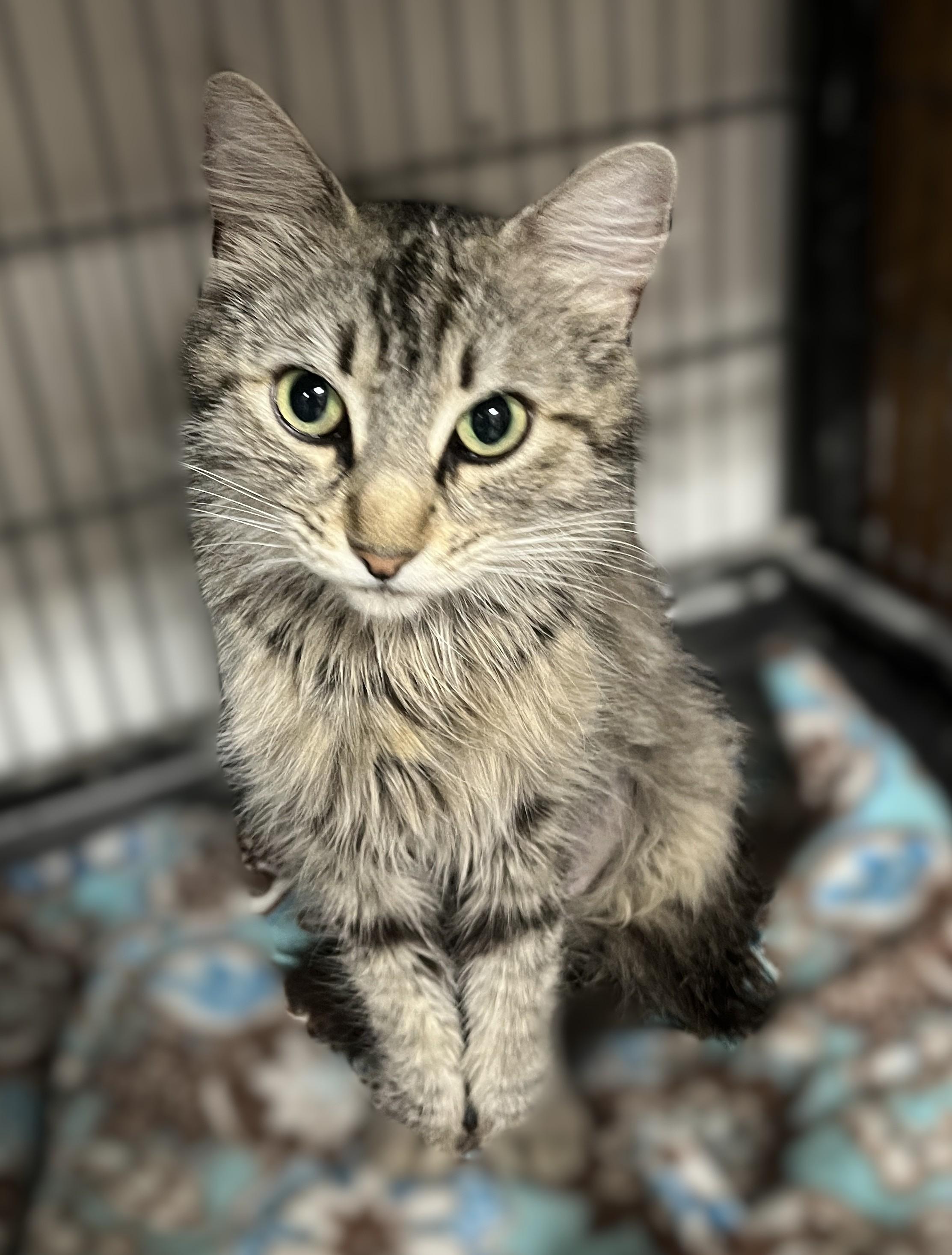 Savannah, Adoptable, Young Female Domestic Medium Hair.