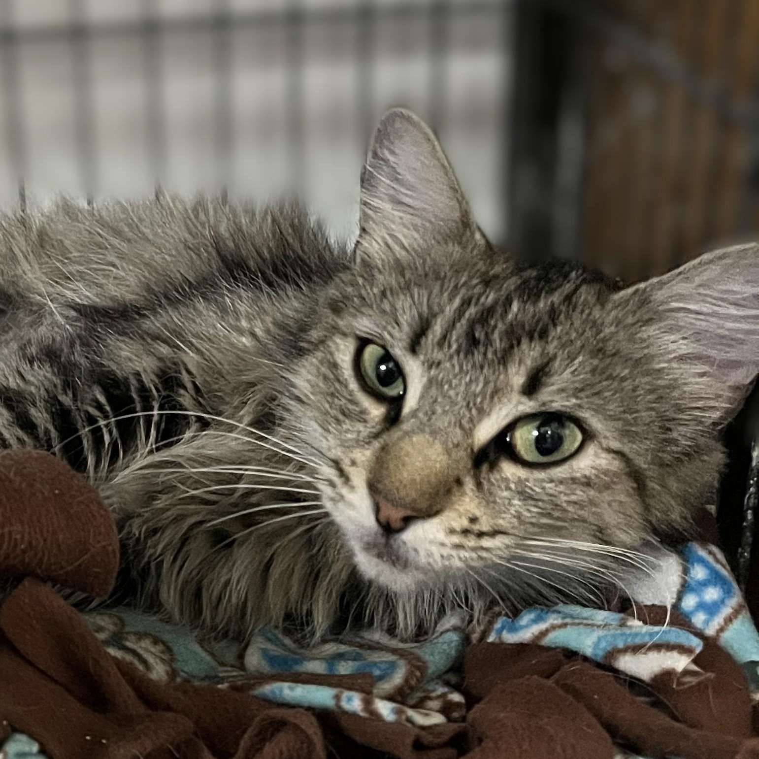 Savannah, a Adoptable Domestic Medium Hair in Shingletown, CA image 3/5