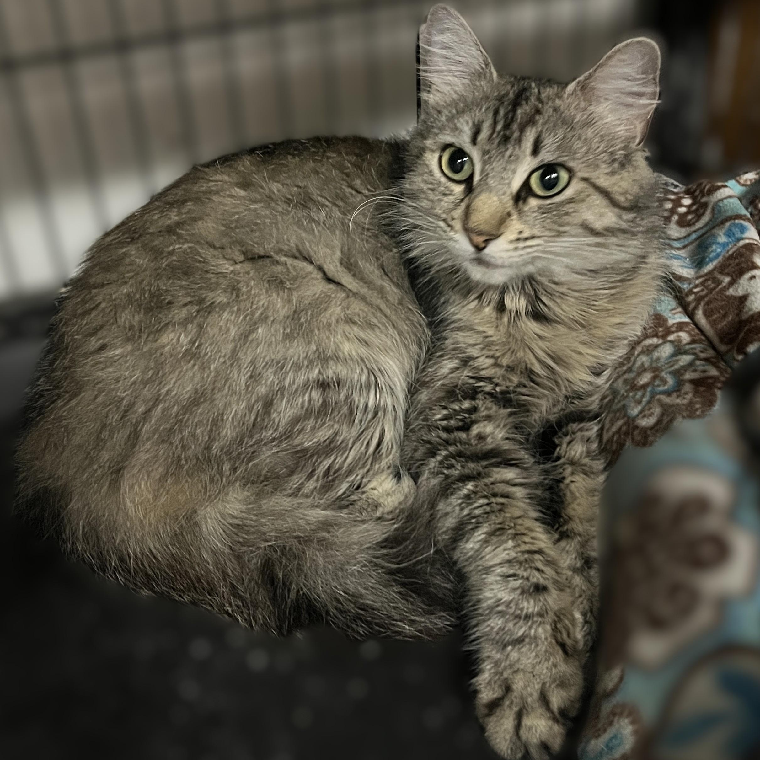Savannah, a Adoptable Domestic Medium Hair in Shingletown, CA image 4/5