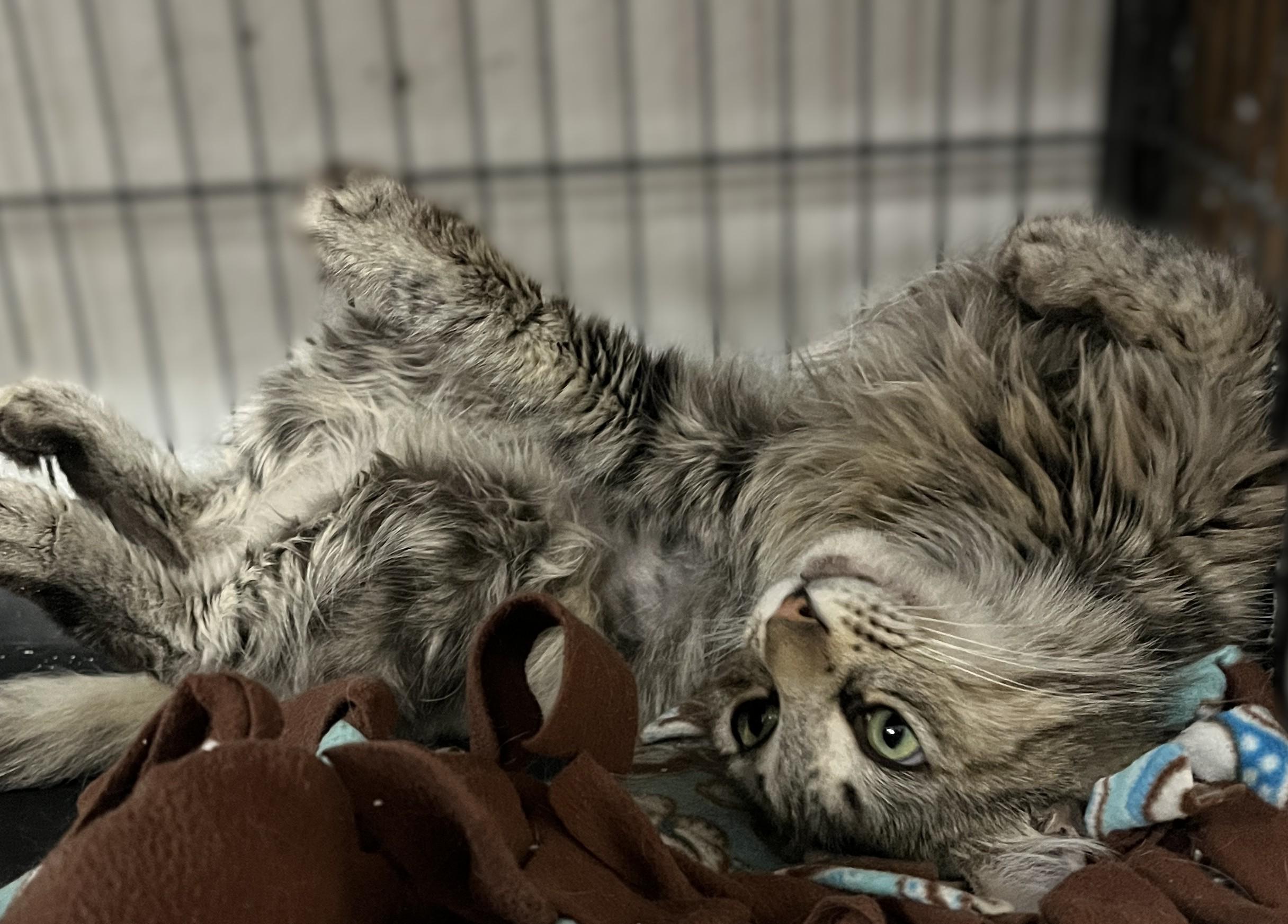 Savannah, a Adoptable Domestic Medium Hair in Shingletown, CA image 5/5