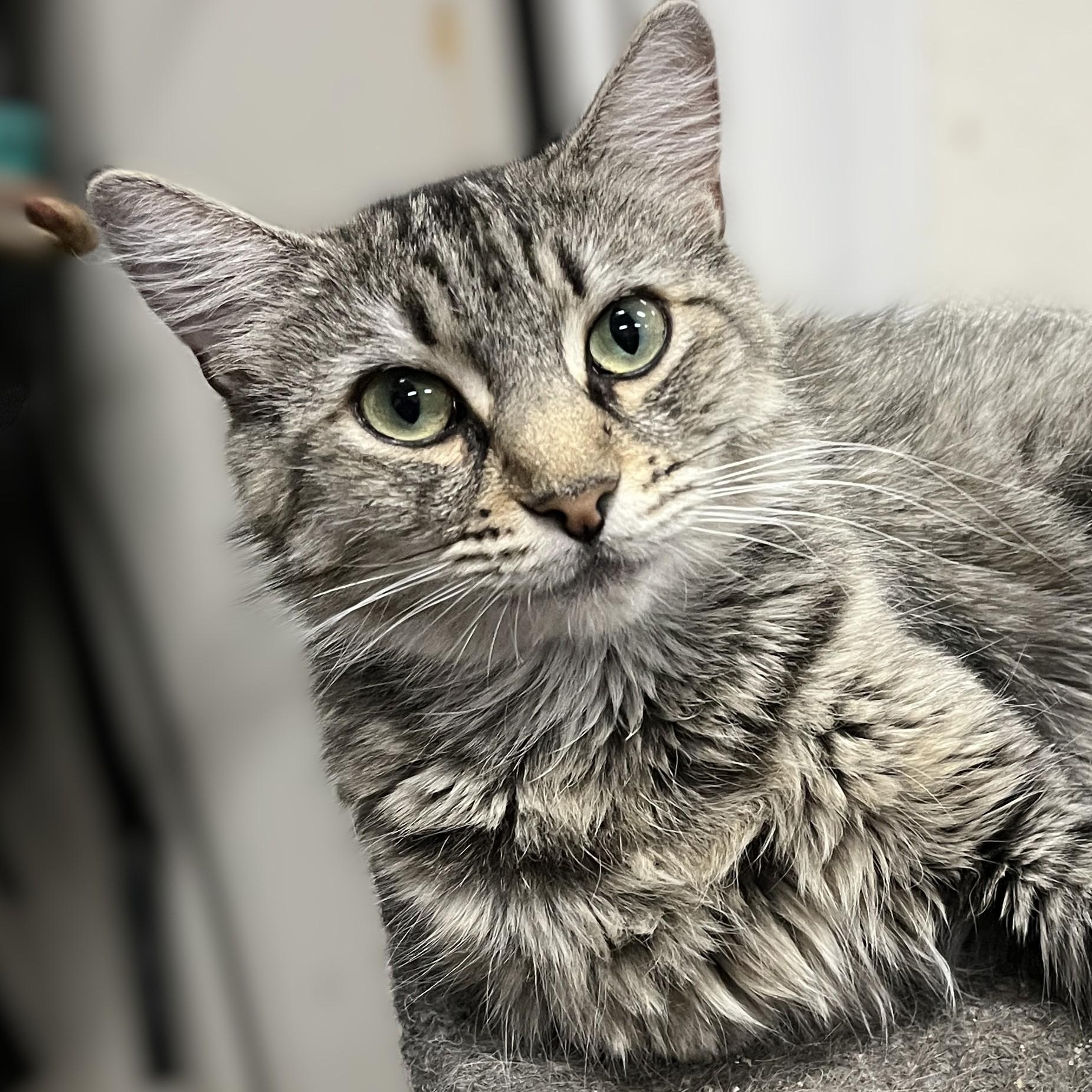Savannah, a Adoptable Domestic Medium Hair in Shingletown, CA image 2/5