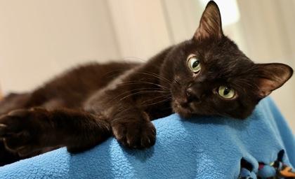 Polly, Adoptable, Adult Female Domestic Short Hair & Domestic Short Hair.