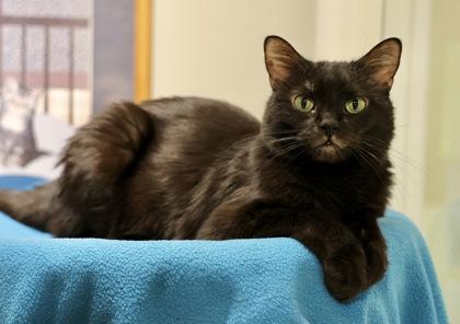 Polly, Adoptable, Adult Female Domestic Short Hair & Domestic Short Hair.