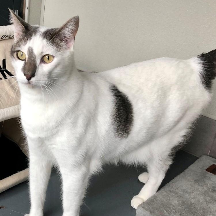 Viktor — thumbnail 2